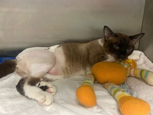 Todos pela Joana! ♥️ 🐾