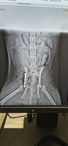 Saúde e Emergências - Todos pela Joana! ♥️ 🐾