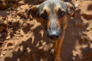 Seja um doador mensal do Gapa Lagoa Santa/MG