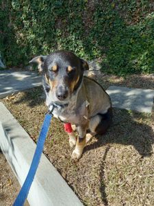 Ajudem-nos a salvar o Lucky. Gravemente ferido por uma arma de caça. imagem 7