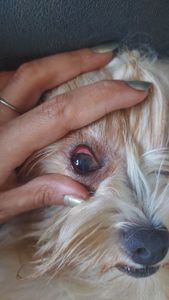 Animais - Ajude Mel a voltar a enxergar!