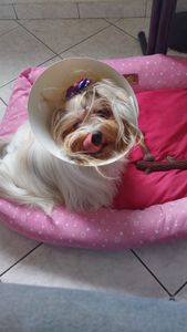 Vaquinha Online - Ajude Mel a voltar a enxergar!