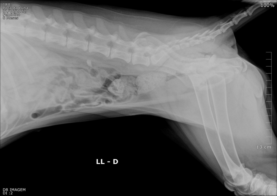 Vaquinha Online - Ajuda no tratamento de Displasia Coxofemoral da minha cachorrinha 