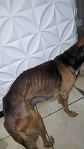 Ajude Bob contra a babesia imagem 8