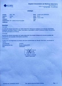 Cruz das Almas/BA - Ajude Bob contra a babesia