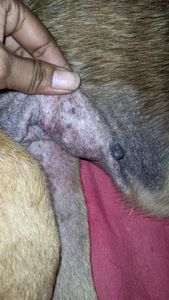 Ajude Bob contra a babesia imagem 7