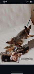 Financiamento Coletivo - Calendário 2025 da ONG 101 Viralatas – CarPet Vermelho!