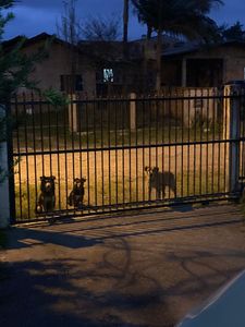 Vaquinha Online - Ajude os Animais de Rua. 