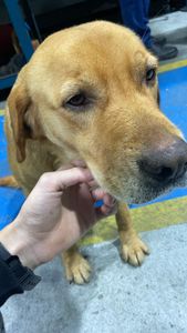 Animais - Ajude os Animais de Rua. 