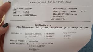 Vaquinha Online - Tratamento de erliquiose do Matheus