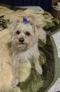 Andrea Rocha- Precisamos da sua ajuda! - Ajude nosso cachorrinho Duque a continuar a lutar!!