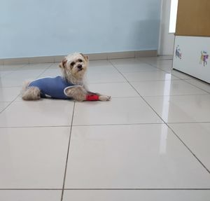 Animais - Ajude nosso cachorrinho Duque a continuar a lutar!!