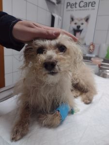 Ajude nosso cachorrinho Duque a continuar a lutar!!