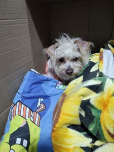 Vaquinha Online - Ajude nosso cachorrinho Duque a continuar a lutar!!