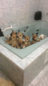 Do Au-Au ao Miau - Ajude a fundar a ONG imagem 10