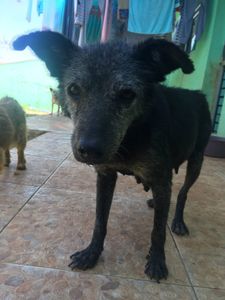 Do Au-Au ao Miau - Ajude a fundar a ONG imagem 6