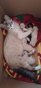 Animais - Do Au-Au ao Miau - Ajude a fundar a ONG