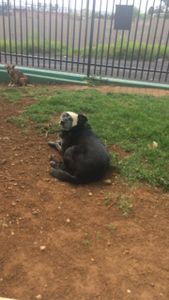 Do Au-Au ao Miau - Do Au-Au ao Miau - Ajude a fundar a ONG