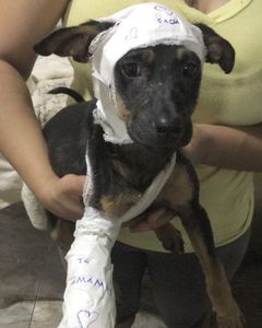 Guarapuava/PR - Do Au-Au ao Miau - Ajude a fundar a ONG