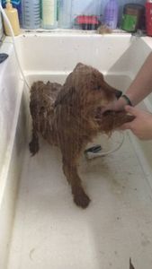 Do Au-Au ao Miau - Ajude a fundar a ONG imagem 7