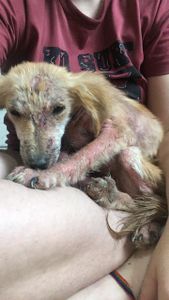 Financiamento Coletivo - Do Au-Au ao Miau - Ajude a fundar a ONG