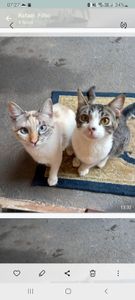 Avaré/SP - Ajudem a dar conforto a quem nos dá amor