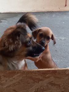 Ajudem a dar conforto a quem nos dá amor imagem 8