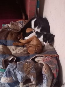 Ajudem a dar conforto a quem nos dá amor imagem 6