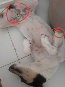 Vaquinha Online - Ajude o Pitoco nos cuidados da dermatite !🐾❤️