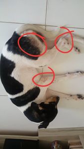 Animais - Ajude o Pitoco nos cuidados da dermatite !🐾❤️