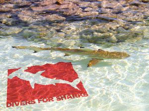 Divers for Sharks na Ocean Conference - Divers for Sharks na Conferência dos Oceanos na ONU 