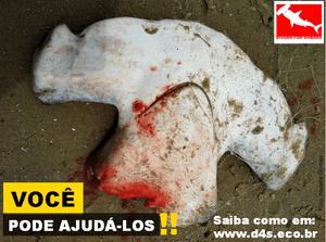 Crowdfunding - Divers for Sharks na Conferência dos Oceanos na ONU 