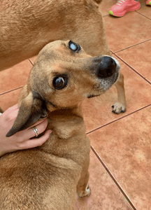 Porto Alegre/RS - Amigo Bicho - O Amor Não Envelhece