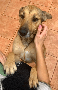 Vaquinha Online - Amigo Bicho - O Amor Não Envelhece