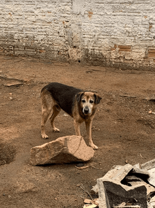 Amigo Bicho - O Amor Não Envelhece imagem 6