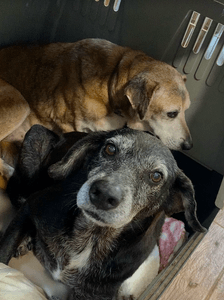 Animais - Amigo Bicho - O Amor Não Envelhece