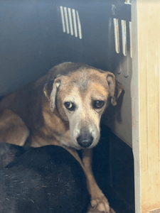 Amigo Bicho - Amigo Bicho - O Amor Não Envelhece