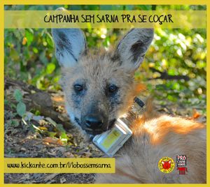 Vaquinha Online - SEM SARNA PRA SE COÇAR! Ajude os lobos-guarás se livrarem da sarna