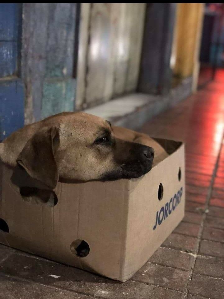 São Paulo/SP - Ajude nossos melhores amigos 