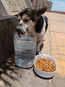 Ajude nossos melhores amigos  - Ajude nossos melhores amigos 