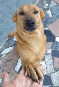 Ajude nossos melhores amigos  imagem 6