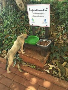 Animais - Ajude nossos melhores amigos 