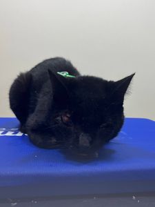 Vaquinha Online - AJUDE O MIAU 🐈‍⬛🚨