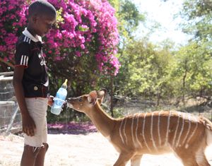 DAKTARI - DAKTARI - Educação Infantil na África do Sul