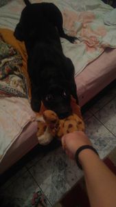 Me ajude a comprar os remédios da Pandora