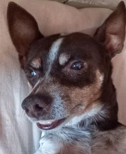 Animais - Oi aumigos me ajudem a realizar minha cirurgia 