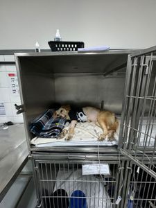 Vaquinha Online - Ajude nas despesas médicas do Toba! 