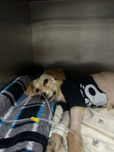 Animais - Ajude nas despesas médicas do Toba! 