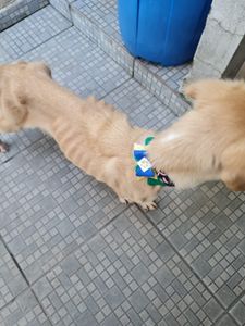 Ajudar a neném Cristal  - Ajudar a neném Cristal 