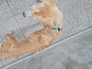 Ajudar a neném Cristal  imagem 6